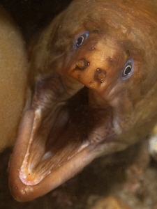 Green Moray, Shiprock by Doug Anderson 
